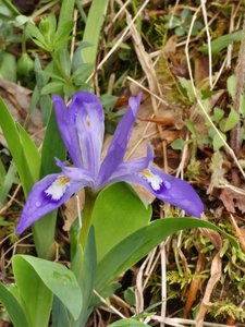 20190421 - Johnston Mill - Crested Iris