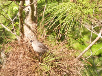 20190421 - Johnston Mill - Female Brown-headed Cowbird