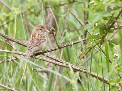 20190421 - Johnston Mill - Field Sparrow