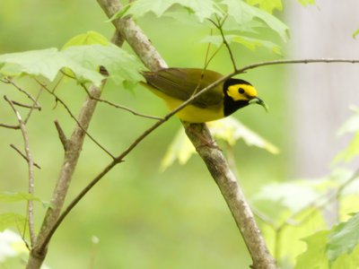 20190421 - Johnston Mill - Hooded Warbler 1