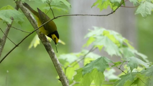 20190421 - Johnston Mill - Hooded Warbler 2