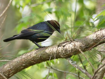 20190421 - Johnston Mill - Male Brown-headed Cowbird 1