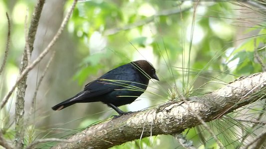 20190421 - Johnston Mill - Male Brown-headed Cowbird 2