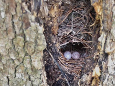 20190421 - Johnston Mill - Nest 1