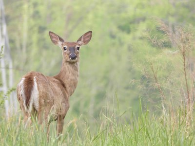 20190421 - Johnston Mill - Whitetail Deer