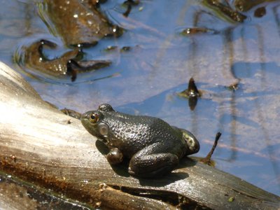 20190422 - Lake Crabtree - American Bullfrog