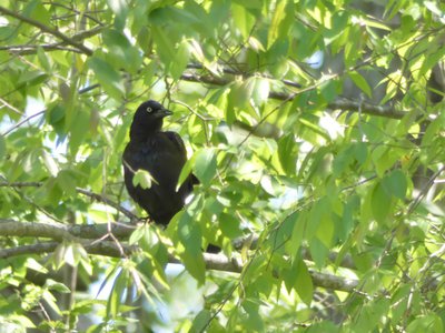 20190422 - Lake Crabtree - Common Grackle