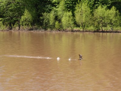 20190422 - Lake Crabtree - Cormorant Takeoff