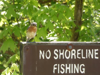 20190422 - Lake Crabtree - Eastern Bluebird