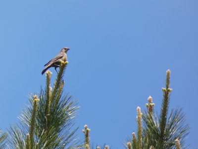 20190422 - Lake Crabtree - Female Brown-headed Cowbird 1