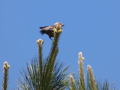 20190422 - Lake Crabtree - Female Brown-headed Cowbird 2