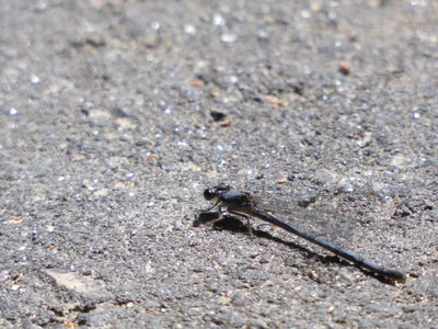 20190422 - Lake Crabtree - Fragile Forktail