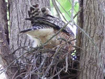 20190422 - Lake Crabtree - Red-shouldered Hawk 1