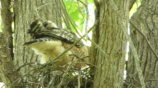 20190422 - Lake Crabtree - Red-shouldered Hawk 2