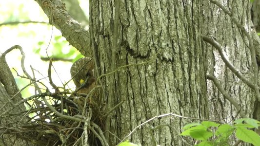 20190422 - Lake Crabtree - Red-shouldered Hawk 3