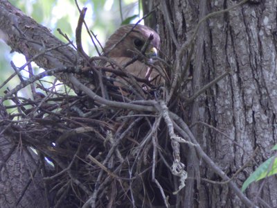 20190422 - Lake Crabtree - Red-shouldered Hawk 4