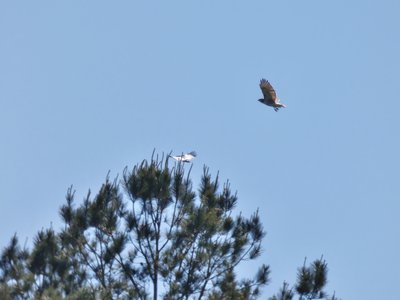 20190422 - Lake Crabtree - Red-tailed  Hawk and Crow 2