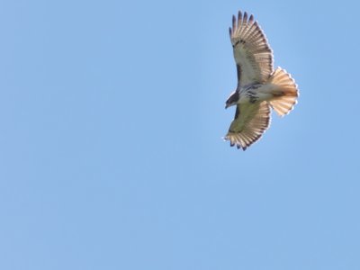 20190422 - Lake Crabtree - Red-tailed Hawk 1