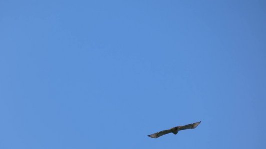 20190422 - Lake Crabtree - Red-tailed Hawk 2