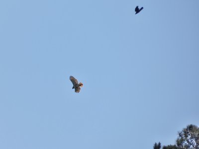 20190422 - Lake Crabtree - Red-tailed Hawk and Crow 1