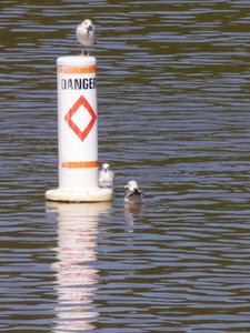 20190422 - Lake Crabtree - Ring-billed Gulls