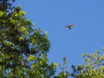 20190422 - Lake Crabtree - Second Red-tailed Hawk