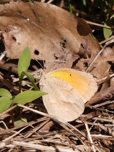 20190422 - Lake Crabtree - Sleepy Orange