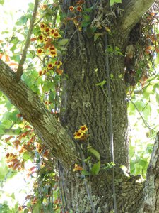 20190422 - Lake Crabtree - Trumpet Creeper