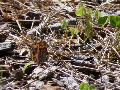 20190423 - Brumley Forest - American Lady