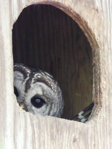 20190423 - Brumley Forest - Barred Owl 1