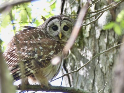 20190423 - Brumley Forest - Barred Owl 2