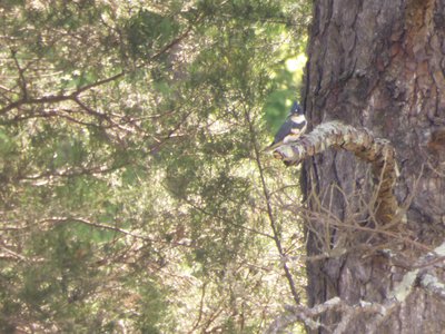 20190423 - Brumley Forest - Belted Kingfisher