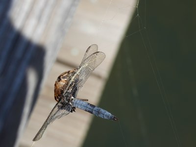 20190423 - Brumley Forest - Blue Corporal and Orb Weaver