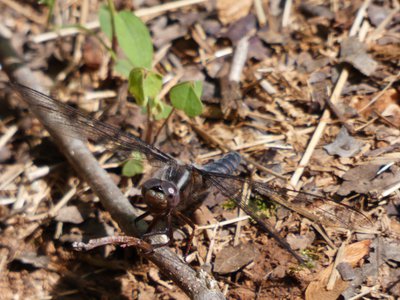 20190423 - Brumley Forest - Blue Corporal