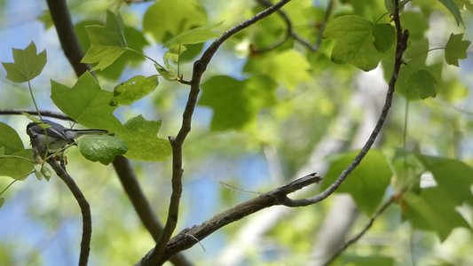 20190423 - Brumley Forest - Blue-gray Gnatcatcher