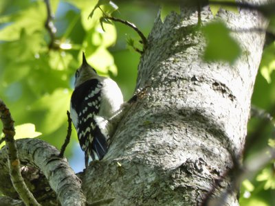 20190423 - Brumley Forest - Downy Woodpecker