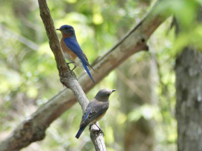 20190423 - Brumley Forest - Eastern Bluebirds