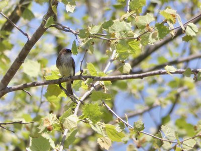 20190423 - Brumley Forest - Eastern Phoebe