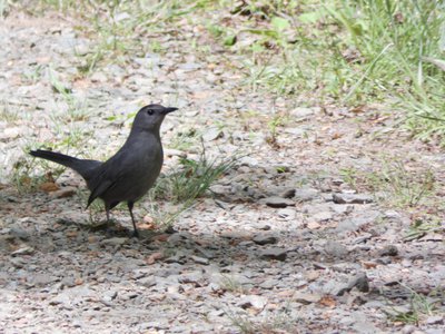 20190423 - Brumley Forest - Gray Catbird 1