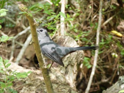 20190423 - Brumley Forest - Gray Catbird 2