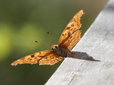 20190423 - Brumley Forest - Question Mark Anglewing 2