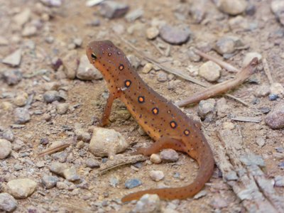 20190423 - Brumley Forest - Red-spotted Newt 1