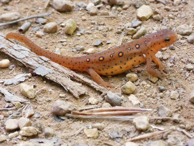 20190423 - Brumley Forest - Red-spotted Newt 2