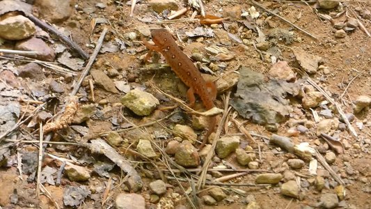 20190423 - Brumley Forest - Red-spotted Newt