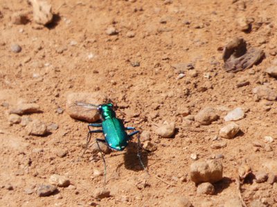 20190423 - Brumley Forest - Six-spotted Tiger Beetle 1