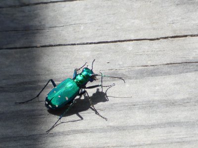 20190423 - Brumley Forest - Six-spotted Tiger Beetle 2