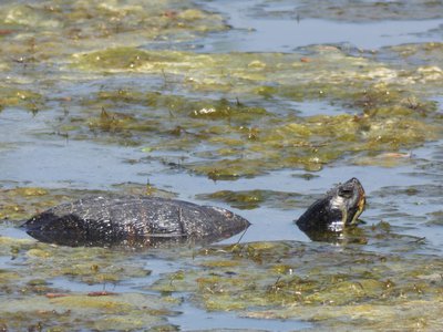 20190423 - Brumley Forest - Yellow-bellied Slider 1