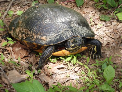 20190423 - Brumley Forest - Yellow-bellied Slider 2