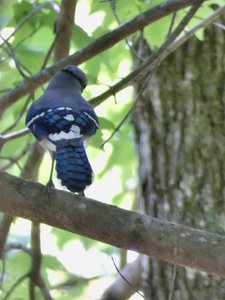 20190424 - Duke Forest - Blue Jay 1