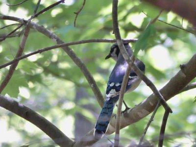 20190424 - Duke Forest - Blue Jay 2